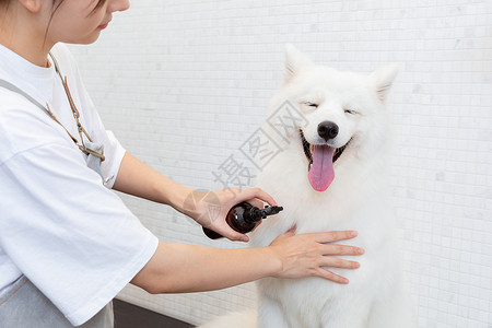 宠物美容师为萨摩耶护理毛发高清图片