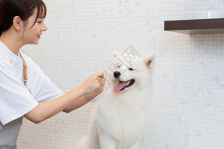 宠物美容师为萨摩耶清洁耳朵高清图片