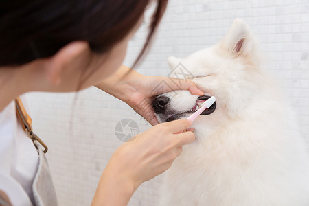 宠物美容师为萨摩耶刷牙高清图片
