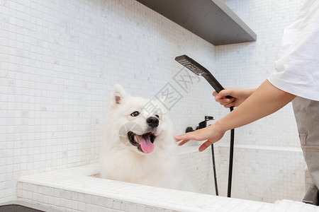 宠物美容师为萨摩耶清洁洗澡高清图片