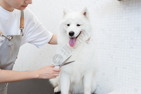 切瓷砖宠物美容师为萨摩耶修剪长毛背景
