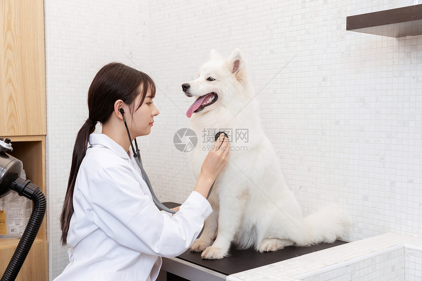 宠物医生拿听诊器为萨摩耶体检图片