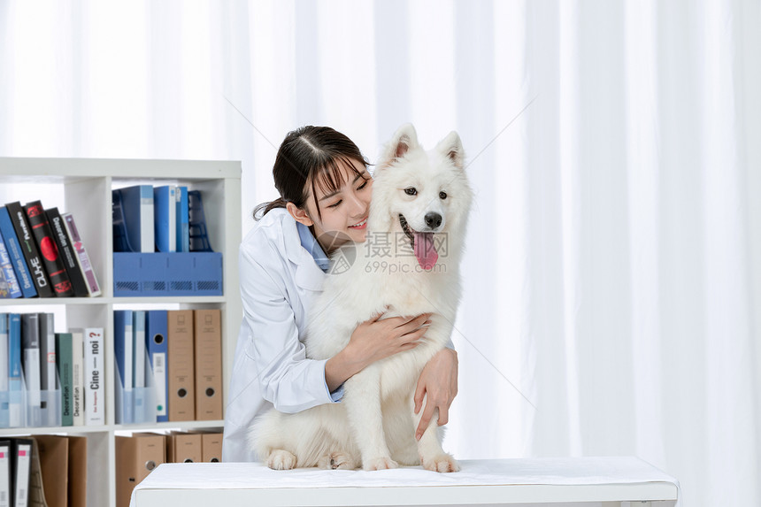 宠物医生抱着萨摩耶宠物图片