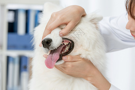 微笑的狗狗宠物医生为萨摩耶检查口腔牙齿背景