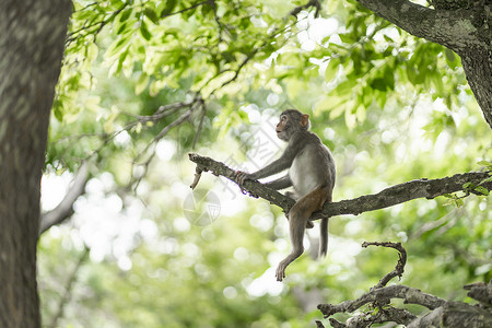 海南陵水县猴山上可爱的猴子背景