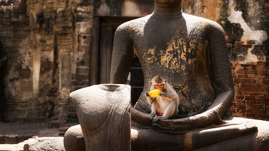 泰国华富里猴子坐在佛像上吃芒果背景
