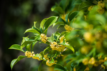 桂花树素材金秋桂花树背景