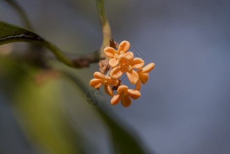 橙色的花秋天橙色桂花背景