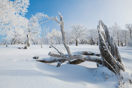 吉林冬天雪松风光树挂高清图片素材