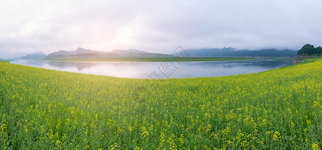 绿田绿江山水油菜花田背景