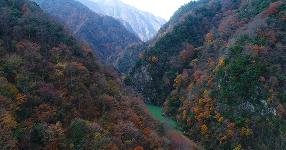 枫叶谷秦岭枫叶背景