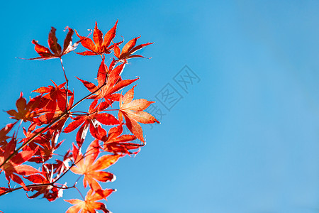 秋季焕新海报秋天的枫叶背景