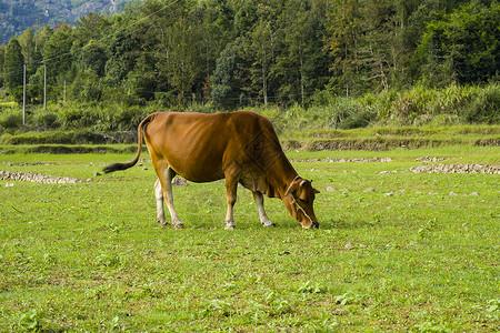 牛田休闲吃草的黄牛背景