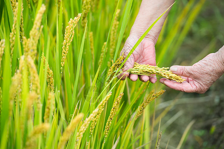 农民检查水稻的长势背景图片