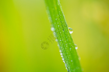 雨后水稻田树叶上的露珠图片