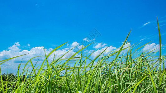 小草和小白花青草和蓝天背景