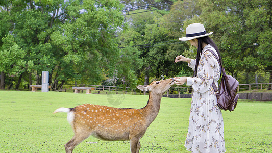美女与动物游客女孩喂食奈良小鹿背景