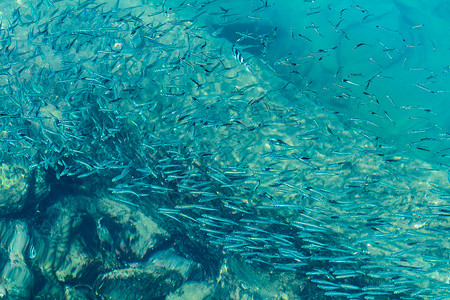 海南三亚大海中的鱼儿图片