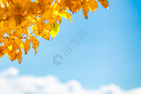 秋分海报设计蓝天下秋天的树叶背景