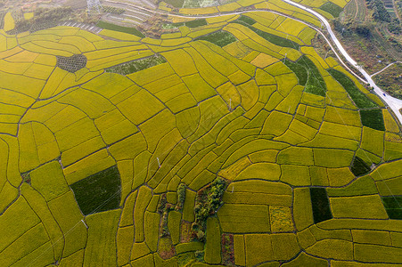 种植业航拍水稻线条背景