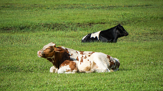 呼伦贝尔草原牧场养的牛自然风光高清图片素材