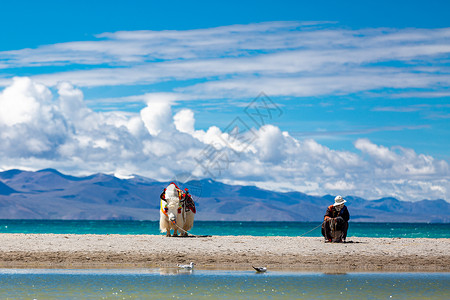 西藏牦牛河流神牛高清图片