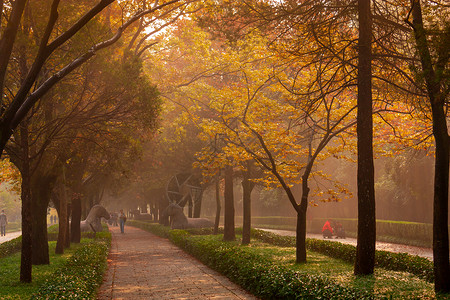 南京明孝陵石像路神道秋色背景图片