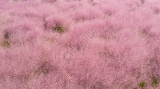 粉黛乱子草花海背景图片