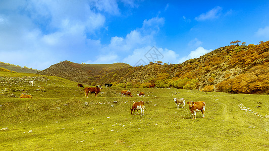 内蒙古卓资县山村高山牧场秋色背景图片