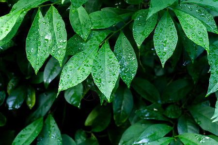 热带植物绿叶纹理图片