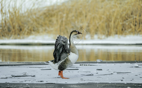 内蒙古冬季观赏鹅展翅图片