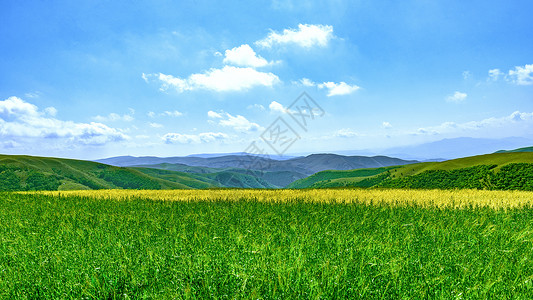 莜麦内蒙古秋季田园耕地景色背景