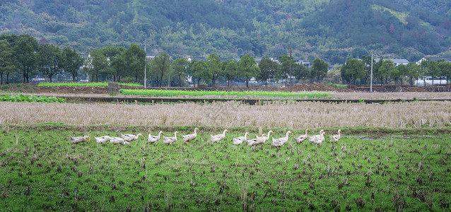 鸭田稻瑞安市农村田野上的一群鸭子背景