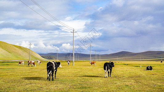 草原牛奶呼伦贝尔草原牛群背景