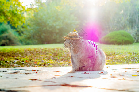 可爱英短猫咪背景图片