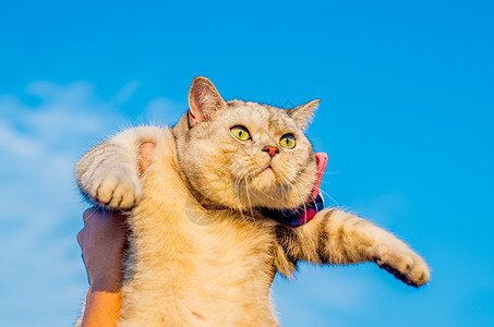 可爱英短猫咪高清图片