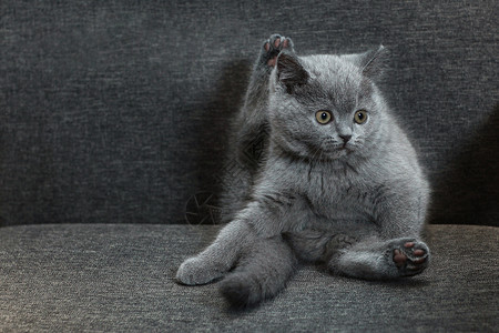 英国短毛猫幼猫哺乳猫高清图片