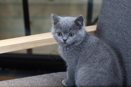 英国短毛猫英短哺乳猫高清图片