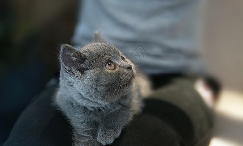 英国短毛猫小猫哺乳猫高清图片