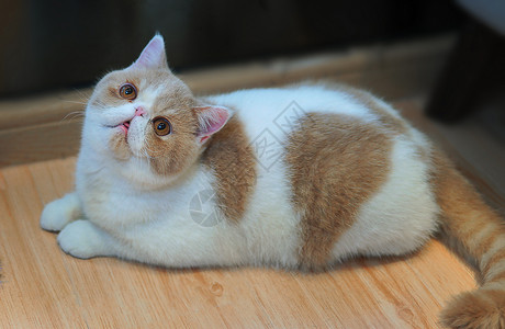 短毛波斯猫加菲猫背景图片