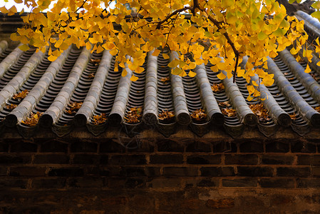 秋季风光银杏与古建筑银杏叶高清图片素材