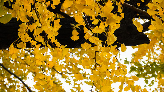 秋季风光金黄色的银杏叶图片
