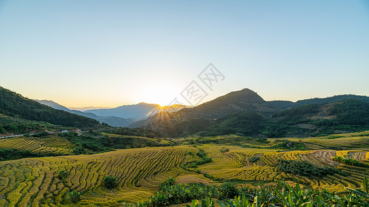 上堡梯田梯田上的水稻背景