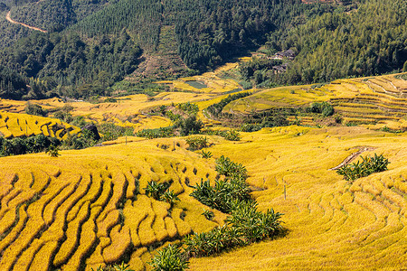 上堡梯田梯田上的水稻背景