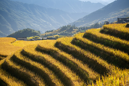 金色线条爵士白金色梯田特写背景