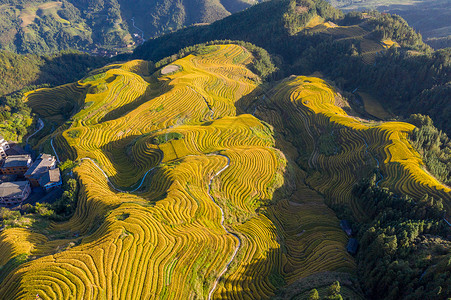 山下稻谷风景航拍桂林金色龙脊梯田背景