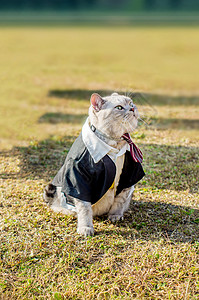 可爱英短猫咪背景图片