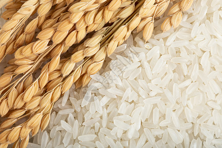 十月金秋稻穗和长粒香大米背景