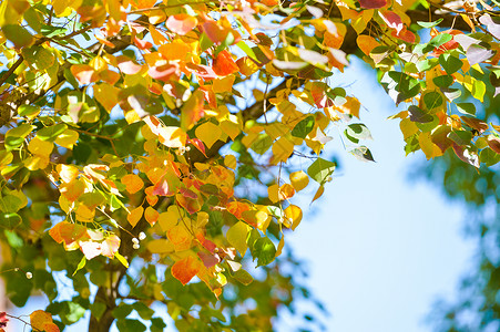 秋日变色的树叶背景图片