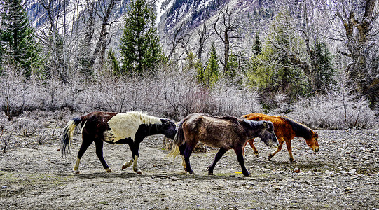 海拔4718米川藏318国道米堆冰川野马背景